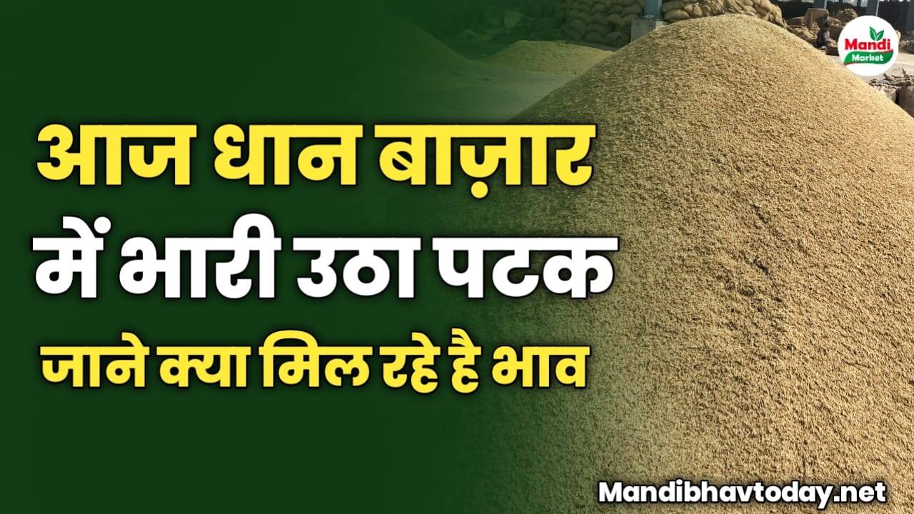 आज धान बाज़ार में भारी उठा पटक | जाने क्या मिल रहे है भाव