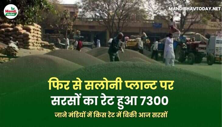 फिर से सलोनी प्लान्ट पर सरसों का रेट हुआ 7300 | जाने मंडियों में किस रेट में बिकी आज सरसों