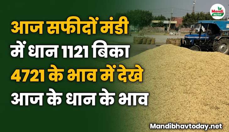 आज सफीदों मंडी में धान 1121 बिका 4721 के भाव में | देखे धान के तेजी मंदी सहित भाव 26 अक्टूबर 