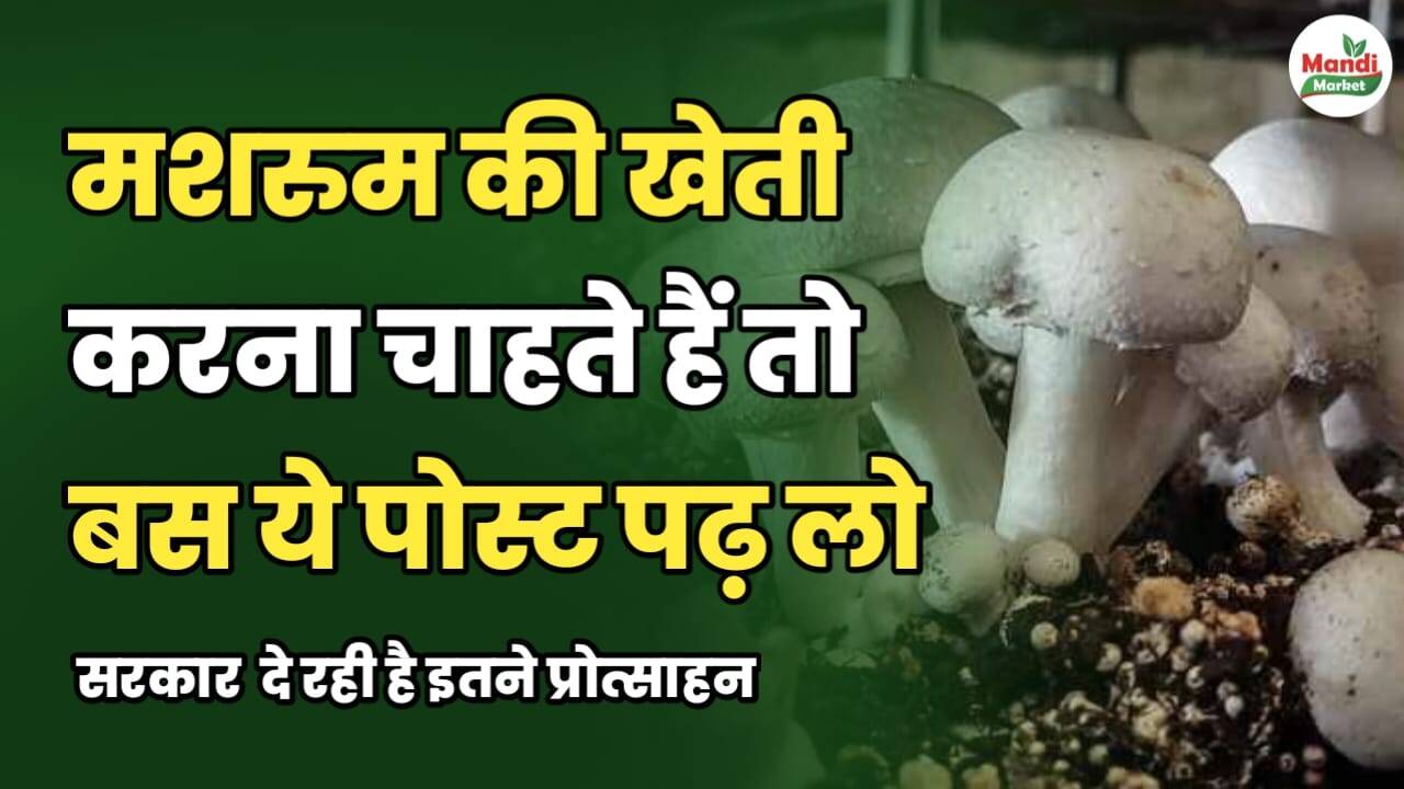 मशरूम की खेती करना चाहते हैं तो बस ये पोस्ट पढ़ लो | सरकार दे रही है इतने प्रोत्साहन