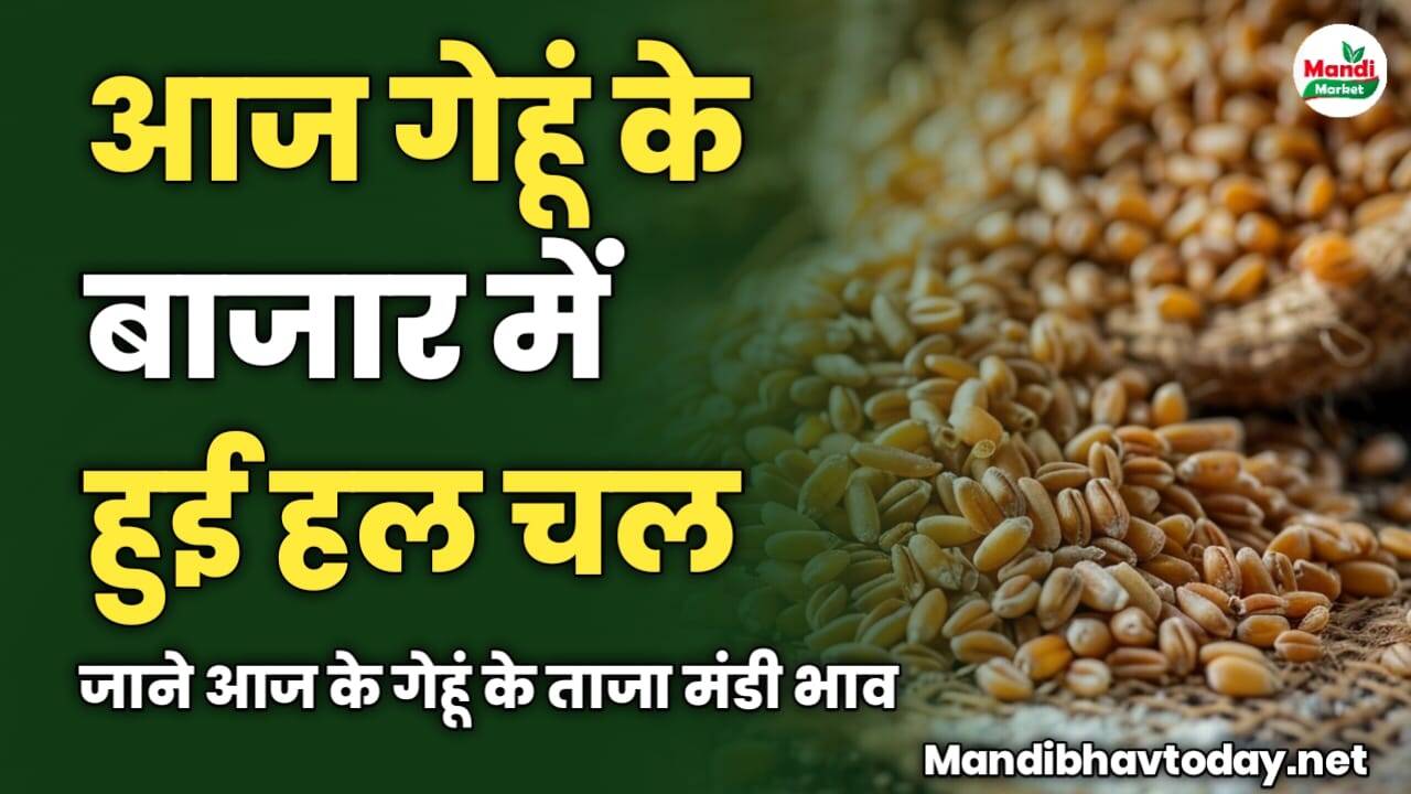 आज गेहूं के बाजार में हुई हल चल | जाने आज के गेहूं के ताजा मंडी भाव
