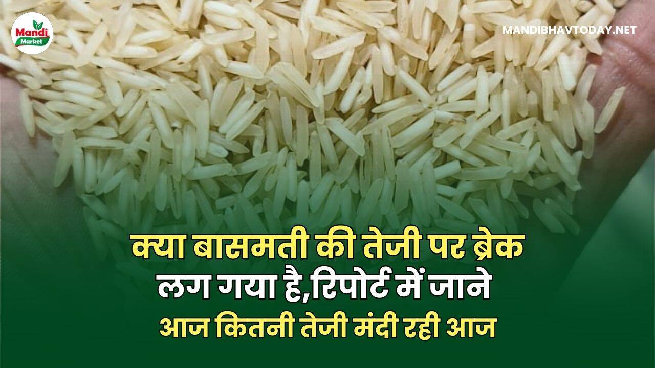 आज BASMATI ME कितनी तेजी मंदी रही आज