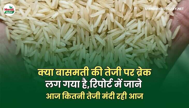 आज  BASMATI ME कितनी तेजी मंदी रही आज