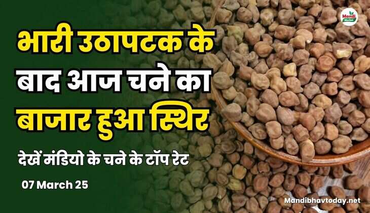 भारी उठापटक के बाद आज चने का बाजार हुआ स्थिर | देखें मंडियो के चने के टॉप रेट