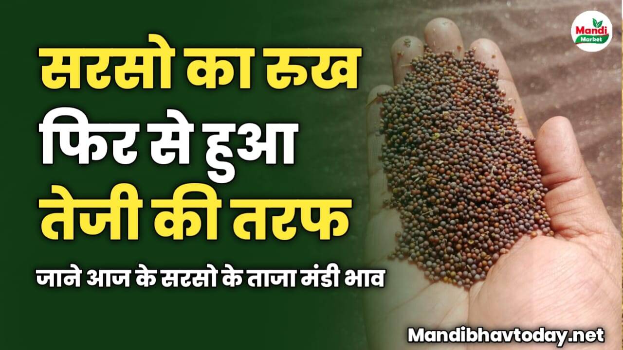 सरसो का रुख फिर से हुआ तेजी की तरफ | जाने आज के सरसो के ताजा मंडी भाव 