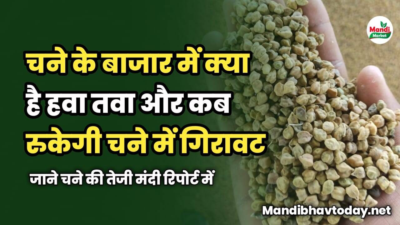 चने के बाजार में क्या है हवा तवा | कब रुकेगी चने में गिरावट | जाने चने की तेजी मंदी रिपोर्ट में