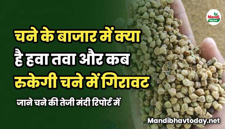 चने के बाजार में क्या है हवा तवा | कब रुकेगी चने में गिरावट | जाने चने की तेजी मंदी रिपोर्ट में