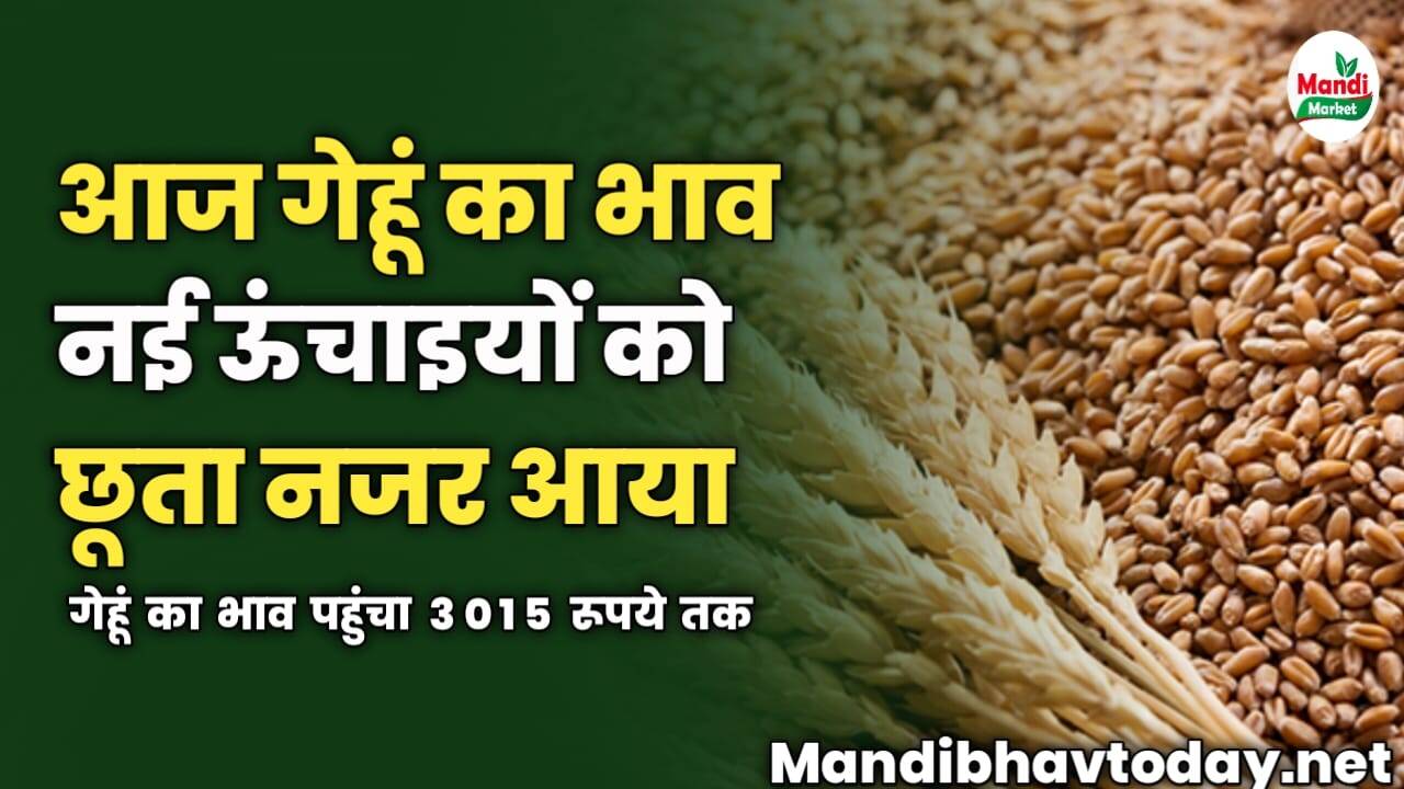 आज गेहूं का भाव नई ऊंचाइयों को छूता नजर आया | गेहूं का भाव पहुंचा 3015 रूपये तक