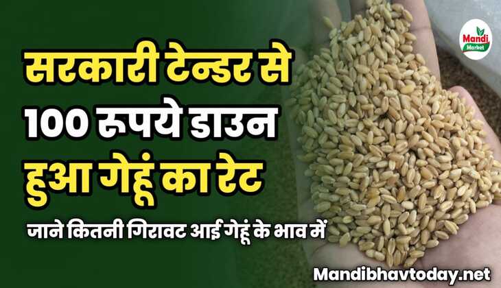 सरकारी टेन्डर से 100 रूपये डाउन हुआ गेहूं का रेट | जाने कितनी गिरावट आई गेहूं के भाव में 