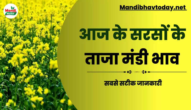 Sarso Live Rate Today 14 Feb 2023