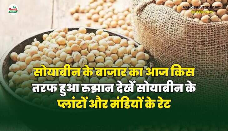 सोयाबीन के बाजार का आज किस तरफ हुआ रुझान | देखें सोयाबीन के प्लांटों और मंडियों के रेट