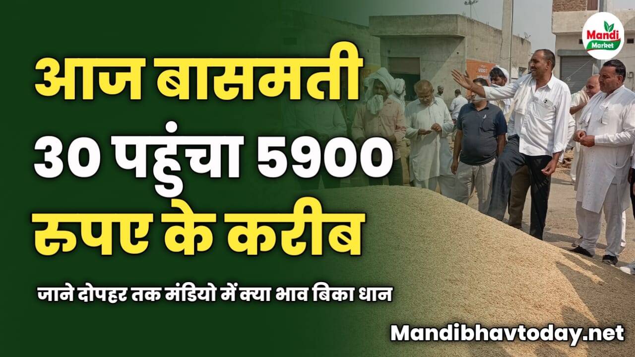आज बासमती 30 पहुंचा 5900 के करीब | जाने दोपहर तक मंडियो में क्या भाव बिका धान
