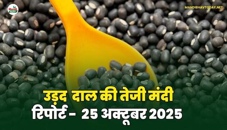 उड़द दाल की तेजी मंदी रिपोर्ट - 25 अक्टूबर 2025