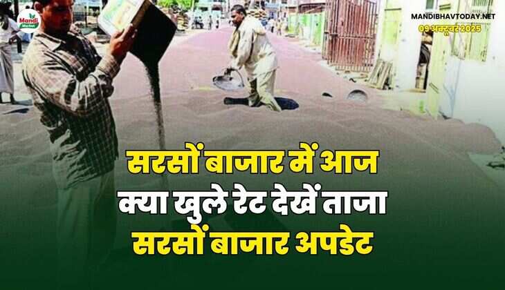 त्योहारी खरीद निकलने से सरसों और सरसों तेल में आई तेजी | जाने कितनी तेज बिकी सरसों