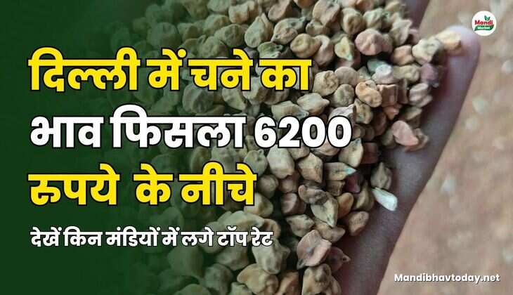 देखें किन मंडियों में लगे टॉप रेट