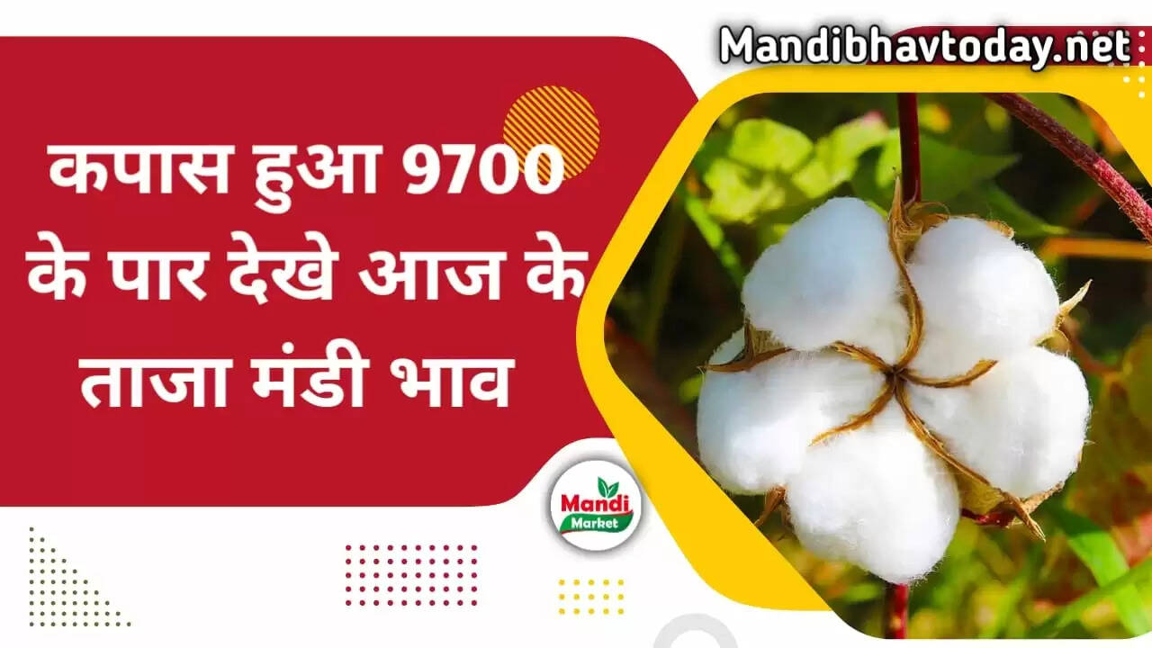 कपास हुआ 9700 के पार देखे आज के ताजा मंडी भाव | Narma and Cotton live Rate today 14 November 2022