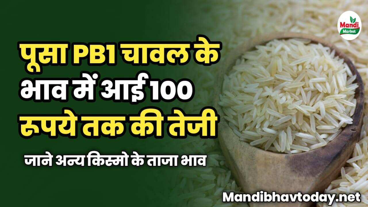 पूसा PB1 चावल के भाव में आई 100 रूपये तक की तेजी | जाने अन्य किस्मो के ताजा भाव 