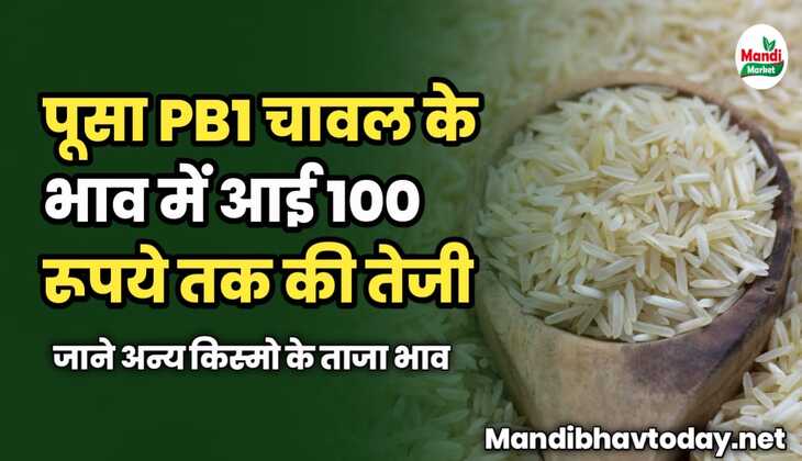 पूसा PB1 चावल के भाव में आई 100 रूपये तक की तेजी | जाने अन्य किस्मो के ताजा भाव 