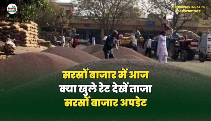सरसों बाजार में आज क्या खुले रेट | देखें ताजा सरसों बाजार अपडेट