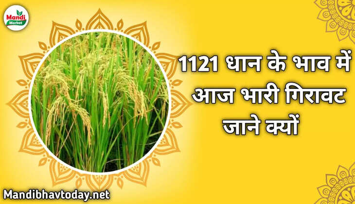 1121 धान के भाव में आज भारी गिरावट जाने क्यों देखे आजा के धान के ताजा मंडी भाव 04 नवम्बर 2022 