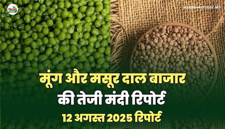 मसूर और मूंग  दाल की तेजी मंदी रिपोर्ट -12 अगस्त 2025