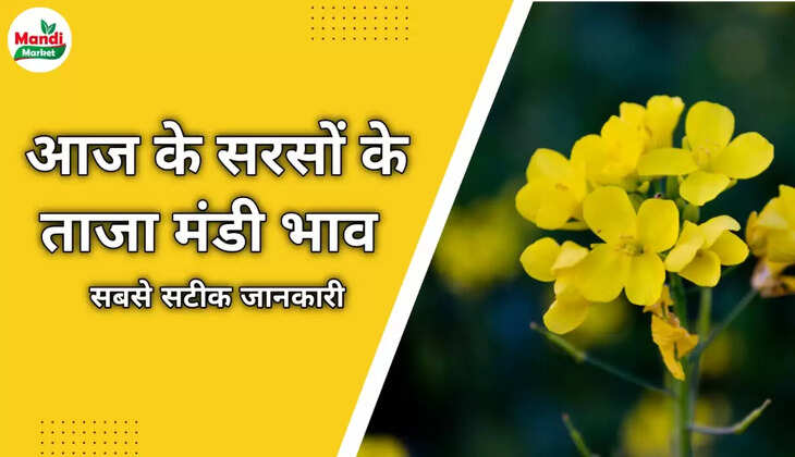 देखें आज के सरसों के लाइव रेट Sarso Live Rate Today 16 Nov 2022 