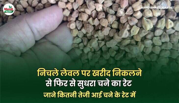 जाने कितनी तेजी आई चने के रेट में