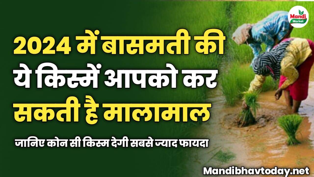 2024 में बासमती की ये किस्में आपको कर सकती है मालामाल | जानिए कोन सी किस्म देगी सबसे ज्याद फायदा