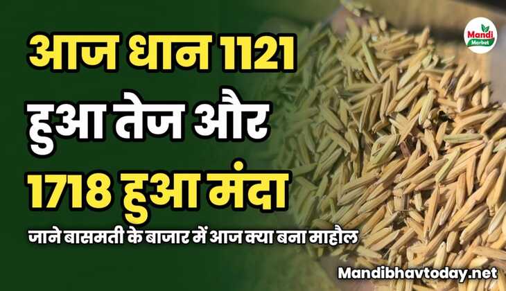 आज धान 1121 हुआ तेज और 1718 हुआ मंदा | जाने बासमती के बाजार में आज क्या बना माहौल