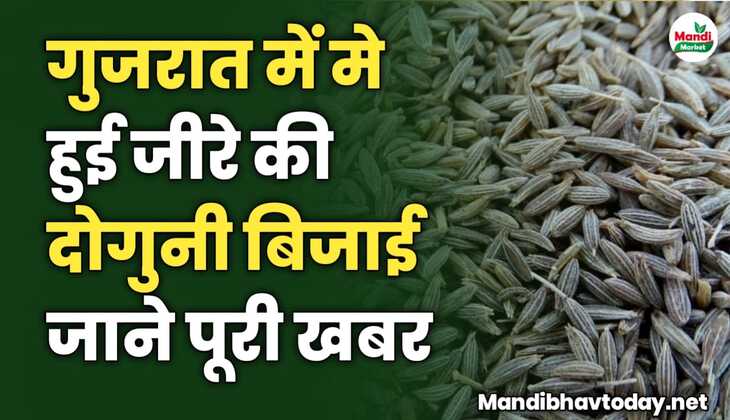 गुजरात में मे हुई जीरे की दोगुनी बिजाई | जाने पूरी खबर
