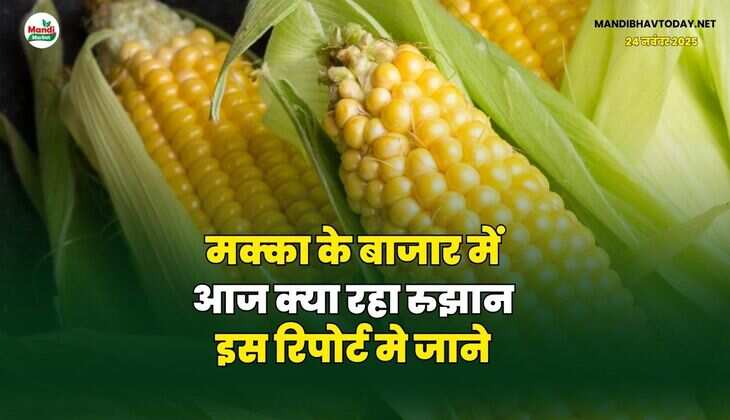 आज के मक्का के ताजा भाव 24 नवंबर 2025