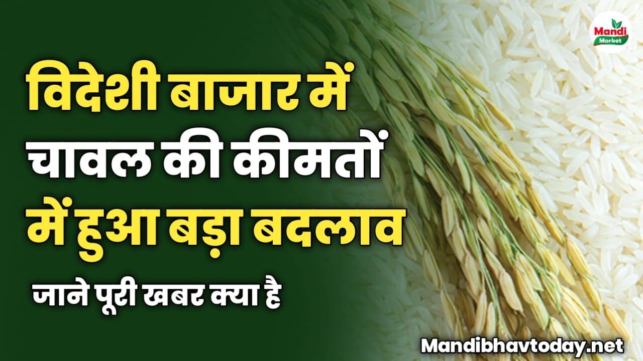 विदेशी बाजार में चावल की कीमतों में हुआ बड़ा बदलाव | जाने पूरी खबर क्या है