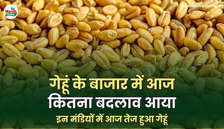  गेहूं