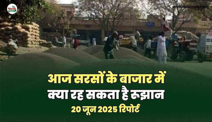 आज सरसों के बाजार में क्या रह सकता है&nbsp;रूझान