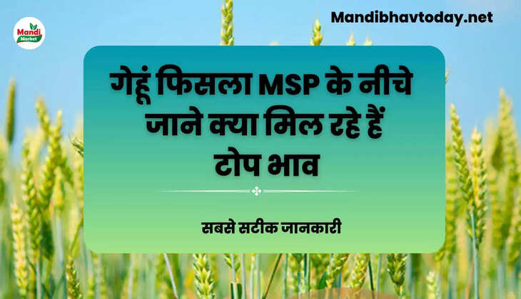  wheat kanak gehu Live Rate Today 11 april 2023 