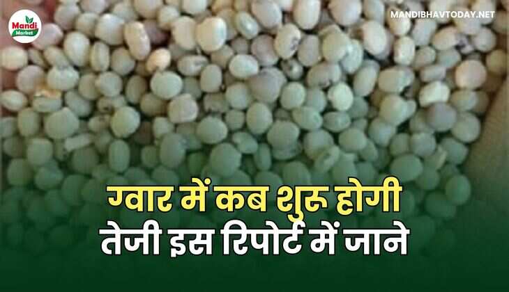 ग्वार में कब शुरू होगी तेजी इस रिपोर्ट में जाने