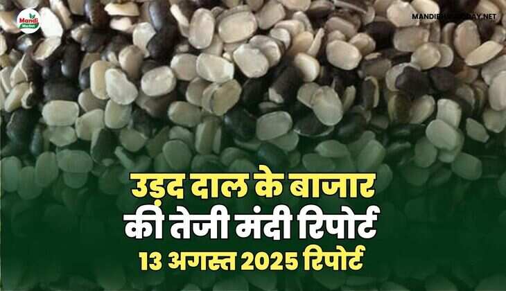 उड़द दाल की तेजी मंदी रिपोर्ट -13 अगस्त  2025