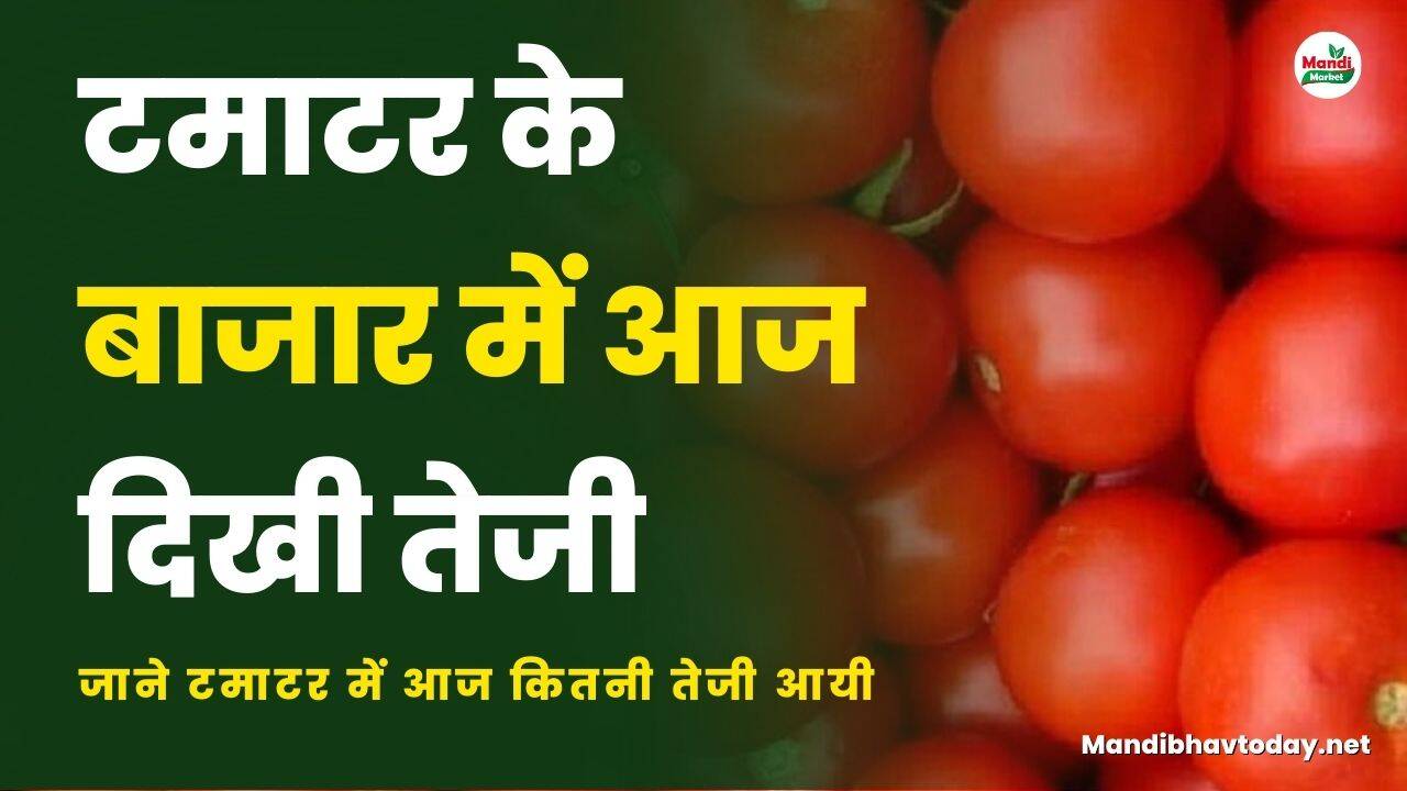 टमाटर के बाजार में आज दिखी तेजी | जाने टमाटर में आज कितनी तेजी आयी