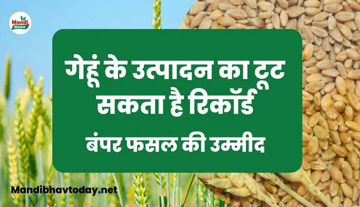 gehu ki teji mandi report 01 Dec 22