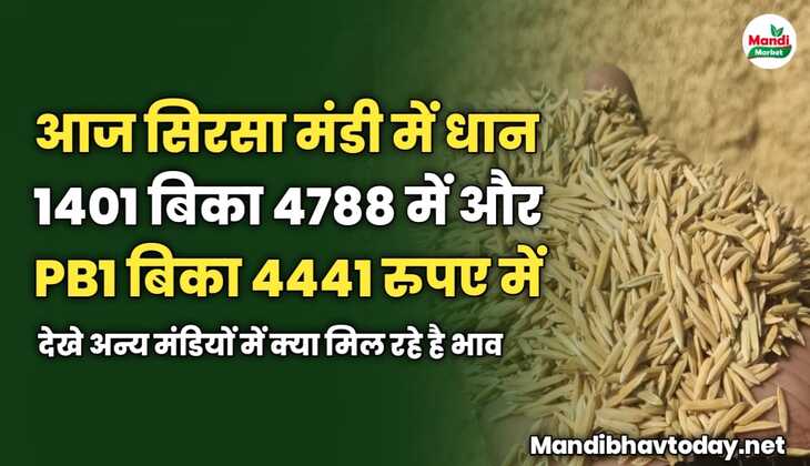 आज सिरसा मंडी में धान 1401 बिका 4788 में और धान PB1 बिका 4441 रुपए में | देखे अन्य मंडियों में क्या मिल रहे है भाव 