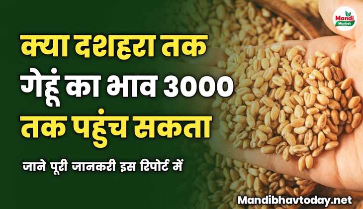 क्या दशहरा तक गेहूं का भाव 3000 तक पहुंच सकता | जाने पूरी जानकरी इस रिपोर्ट में 