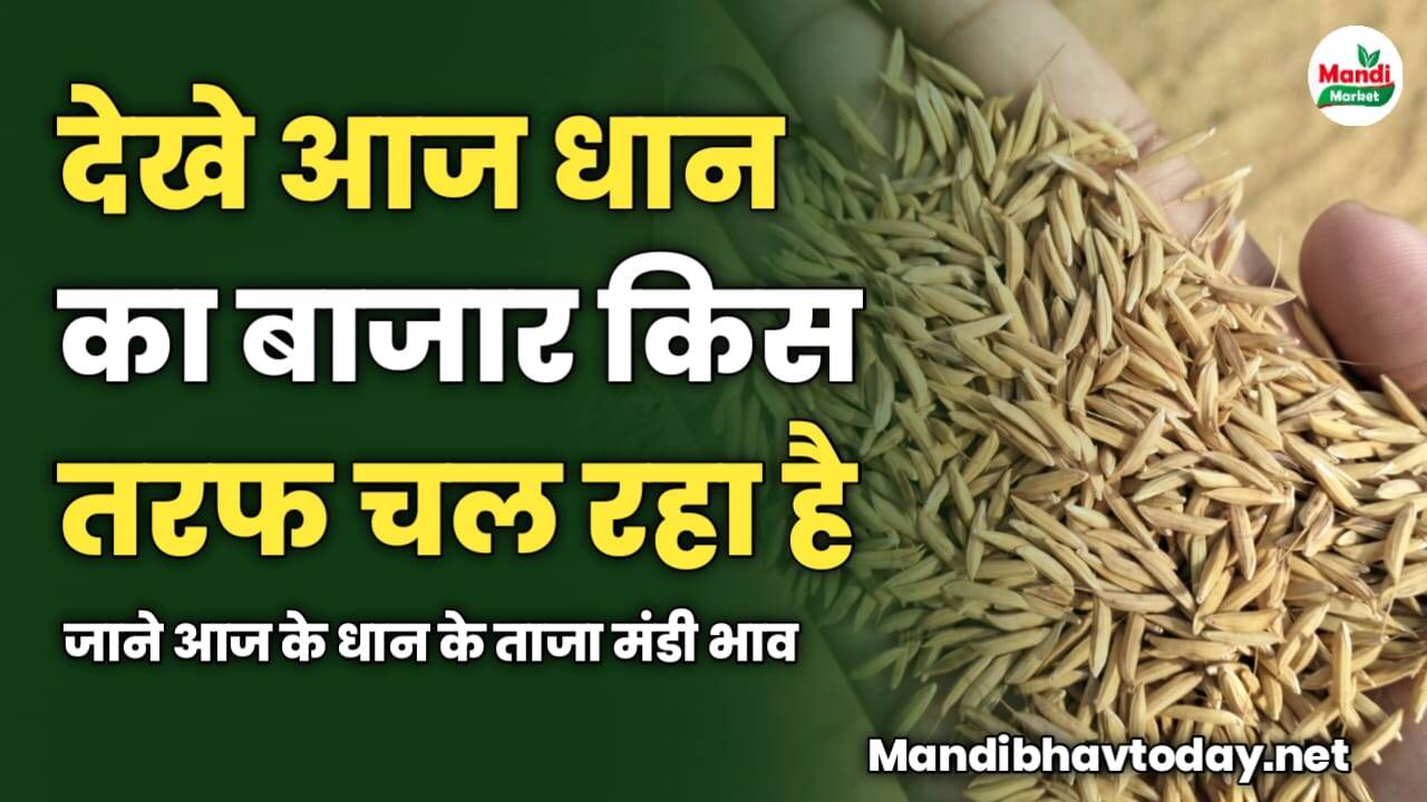 देखे आज धान का बाजार किस तरफ चल रहा है | जाने आज के धान के ताजा मंडी भाव
