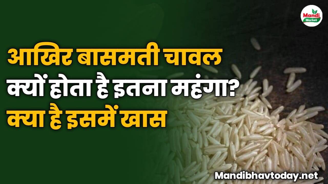 आखिर बासमती चावल क्यों होता है इतना महंगा? क्या है इसमें खास