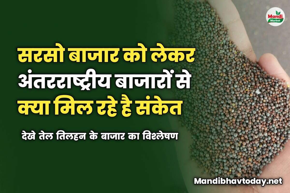 सरसो बाजार को लेकर अंतरराष्ट्रीय बाजारों से क्या मिल रहे है संकेत | देखे तेल तिलहन के बाजार का विश्लेषण 