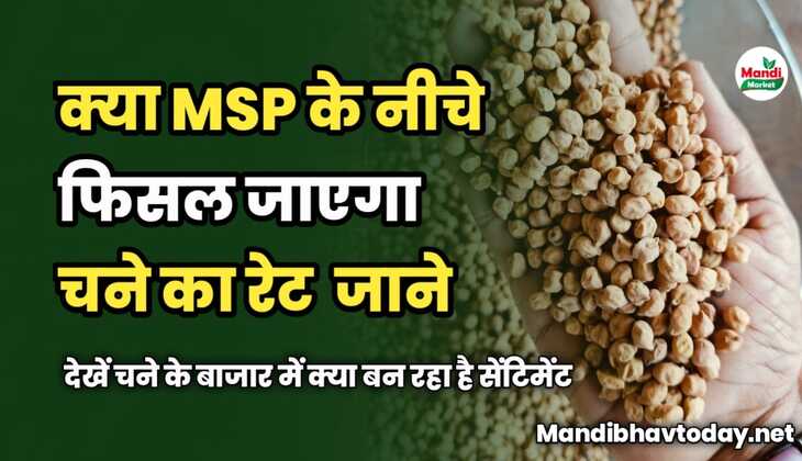 क्या MSP के नीचे फिसल जाएगा चने का रेट | देखें चने के बाजार में क्या बन रहा है सेंटिमेंट