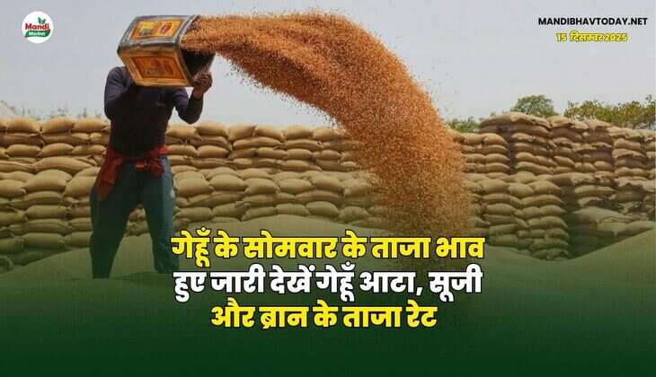 गेहूँ के सोमवार के ताजा भाव हुए जारी | देखें गेहूँ आटा, सूजी और ब्रान के ताजा रेट