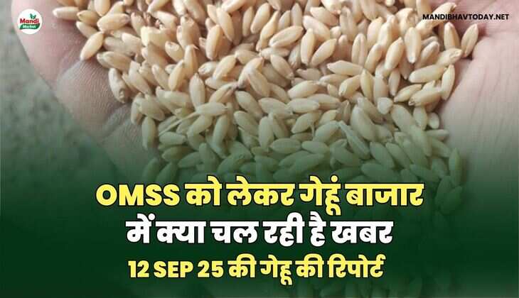 OMSS को लेकर गेहूं बाजार में क्या चल रही है खबर | 12 SEP 2025 की गेहू की रिपोर्ट 