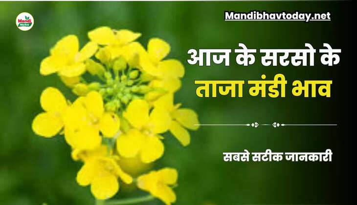 तेजी आयी या मंदी | जाने क्या भाव बिकी आज सरसों | Sarso Live Rate Today 06 june 2023 