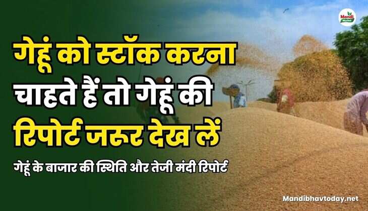 गेहूं के बाजार की स्थिति और तेजी मंदी रिपोर्ट 
