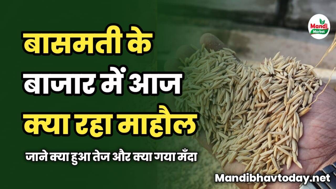बासमती के बाजार में आज क्या रहा माहौल | जाने क्या हुआ तेज और क्या गया मँदा
